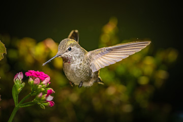 Hummingbird visits pink flowers
