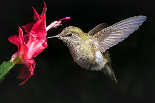 Hummingbird and red flower with dark background