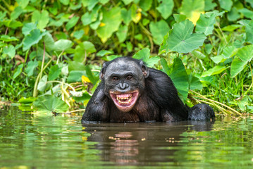 Smiling Bonobo in the water.  Bonobo in the water with pleasure and smiles. Bonobo (Pan paniscus). Democratic Republic of Congo. Africa