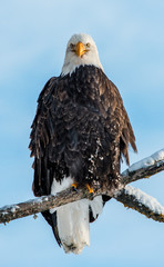Adult Bald eagle sits on a branch. Front view. (Haliaeetus leucocephalus washingtoniensis)