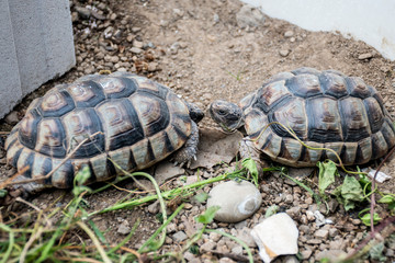 Turtle Testudo Marginata european landturtle eat 13