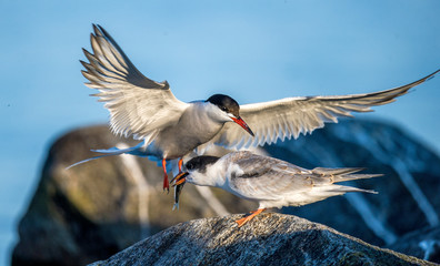 Common Tern Adult Feeding Chick. Common Tern feeds the big chick. Juveniles are already try to fly, but can not catch prey.The Common Tern (Sterna hirundo) is a seabird of the tern family Sternidae