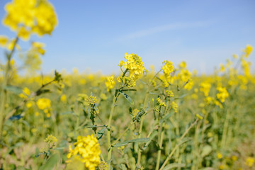 Obraz premium Blossoming rape field