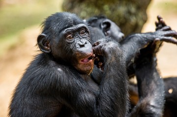 The portrait of eating juvenile Bonobo. The Bonobo ( Pan paniscus), called the pygmy chimpanzee. Democratic Republic of Congo. Africa