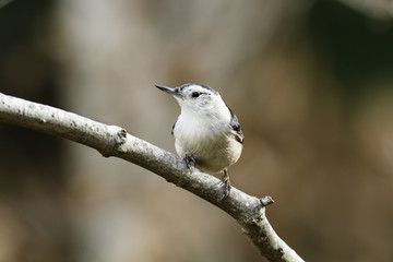 Alert White-breasted Nuthatch