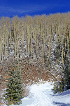 Bare trees in the forest in the winter snow, Sangre de Cristo Mountains, New Mexico