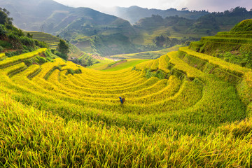 Farmer walk around rice field on terrace of Vietnam Landscape