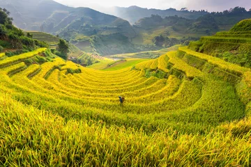 Fotobehang Farmer walk around rice field on terrace of Vietnam Landscape © jitipeera