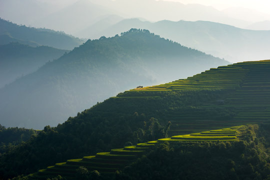 Twin buffalo in rice field on terrace of Vietnam Landscape.

