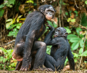 Bonobos mating. The bonobo ( Pan paniscus), formerly called the pygmy chimpanzee and less often, the dwarf or gracile chimpanzee. Natural habitat. Democratic Republic of Congo. Africa