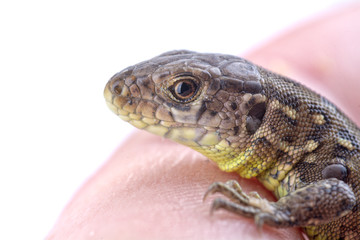 A lizard on a human finger on a white background