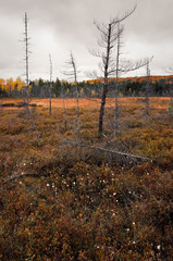 Autumn Barrens