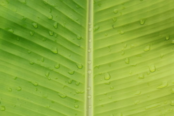  Raindrops on a green banana leaf
