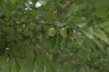 Fruit Tree