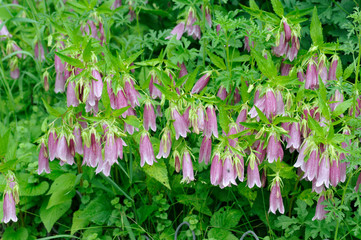 Campanula punctata - Cherry Bells - Bellflower - Spotted Bellflo