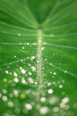 Close-up of a leaf and water drops on it background