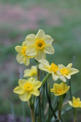 Mini Daffodil Blossom