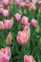 Fototapeta premium Pink Tulip Blossom