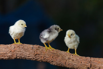 Cute chicks on nature background