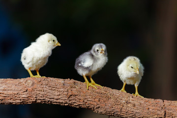 Cute chicks on nature background