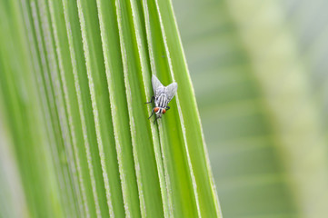 fly or bug on the leaf
