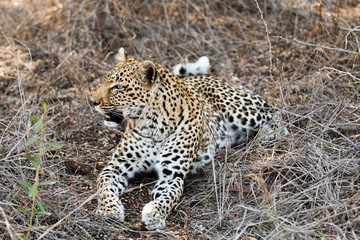 Fototapeta na wymiar Leopard relaxing in shade