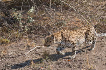 Prowling leopard