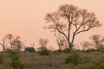 Rhino at Sunset, South Africa
