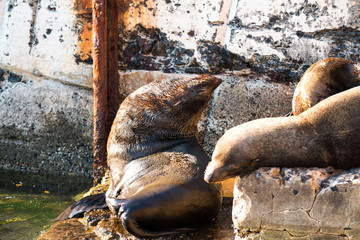 Seal basking in the sun