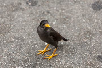 Common Myna (Acridotheres tristis tristis)