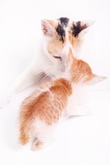 Mother cat with her baby kitten on the white background