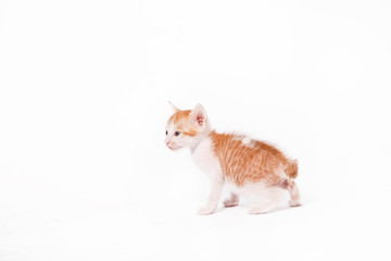 Studio shoot of baby kitten