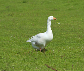 Obraz premium Geese in the meadow.
