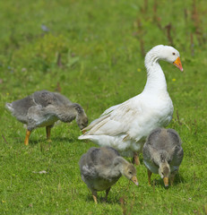 Obraz premium Geese in the meadow.