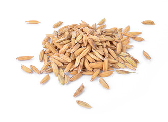 Paddy on white background