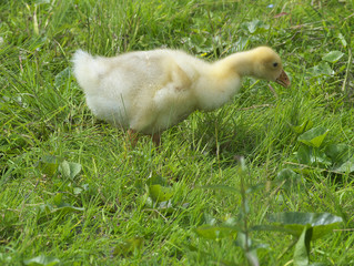 Geese in the meadow.