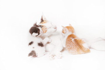 Fototapeta na wymiar Mother cat with her two babies on the white background