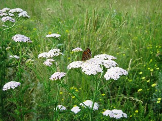 Бабочка и белоголовник.