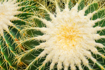 Closeup of green cactus with yellow thorn