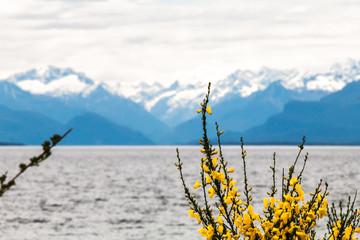 Yellow flower with mountain background