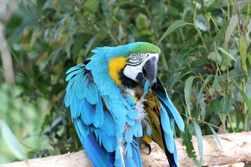Macaw bleu et jaune