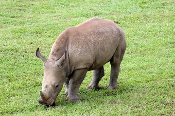 Obraz premium Rhinocéros