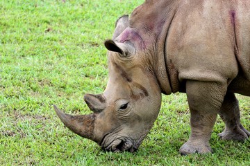 Obraz premium Rhinocéros