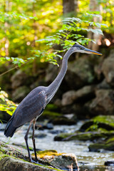 Great blue heron near the stream