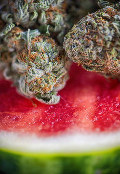 Detail of cannabis buds (watermelon marijuana strain) over a wat