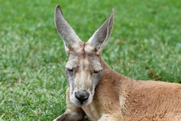 Kangourou