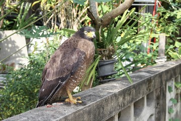 Falcon Peregrine or golden eagle, Closeup