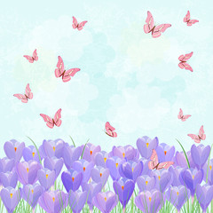 field of blooming crocus with flying butterflies for your design