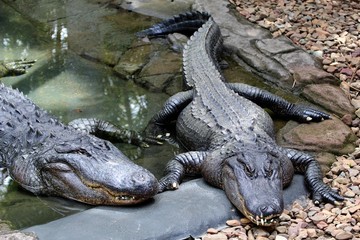 Alligator americain