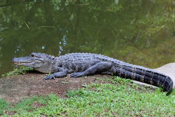 Alligator americain